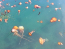 Jelly Fish in the wild, Monterey CA